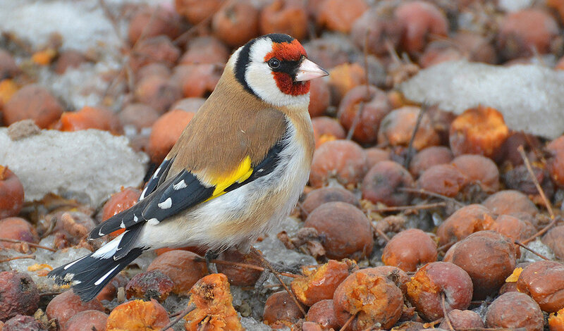 Goldfinch on Ground