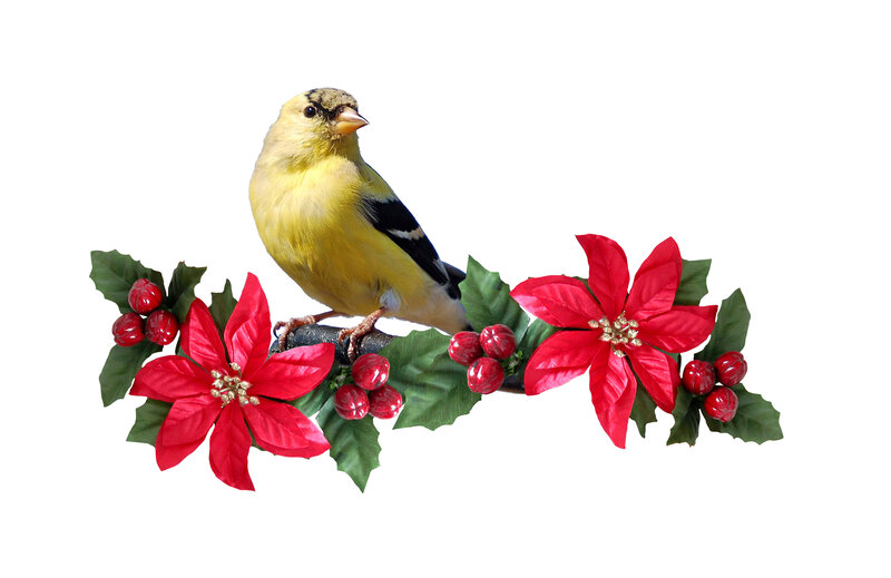 Goldfinch on Holiday Branch
