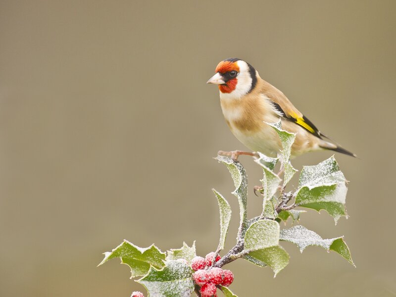 Goldfinch on Holly Branch — Green