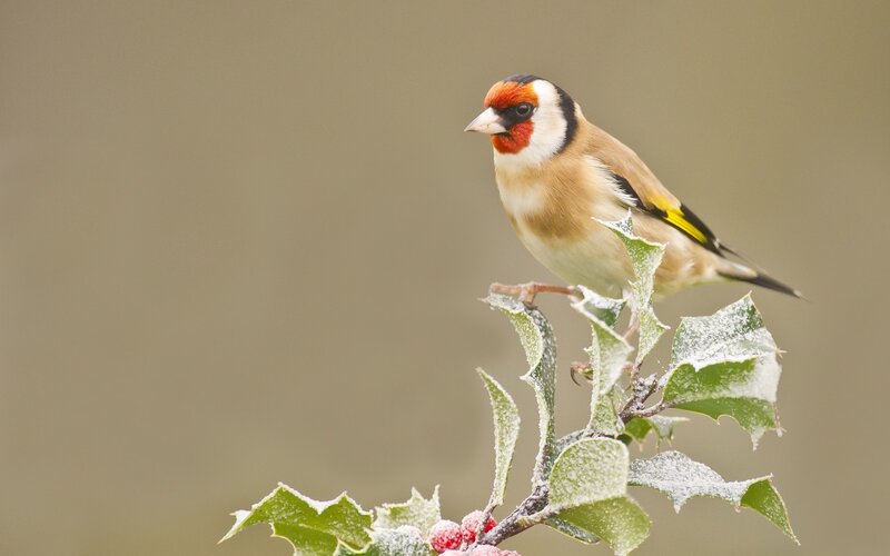 Goldfinch on Holly Branch