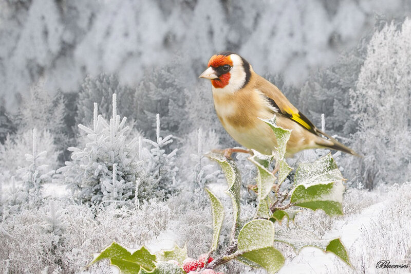 Goldfinch on Holly