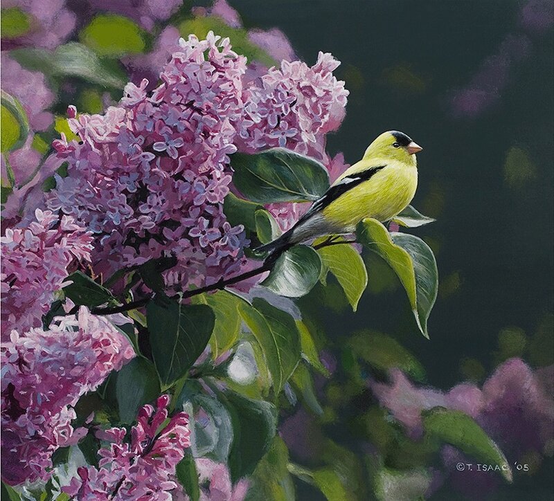 Goldfinch on lilac branch