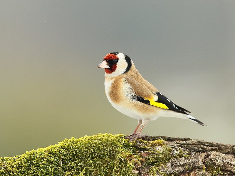 Goldfinch on Mossy Branch