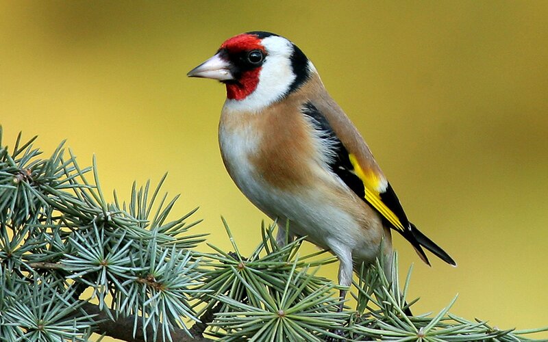 Goldfinch on Pine Branch — Yellow