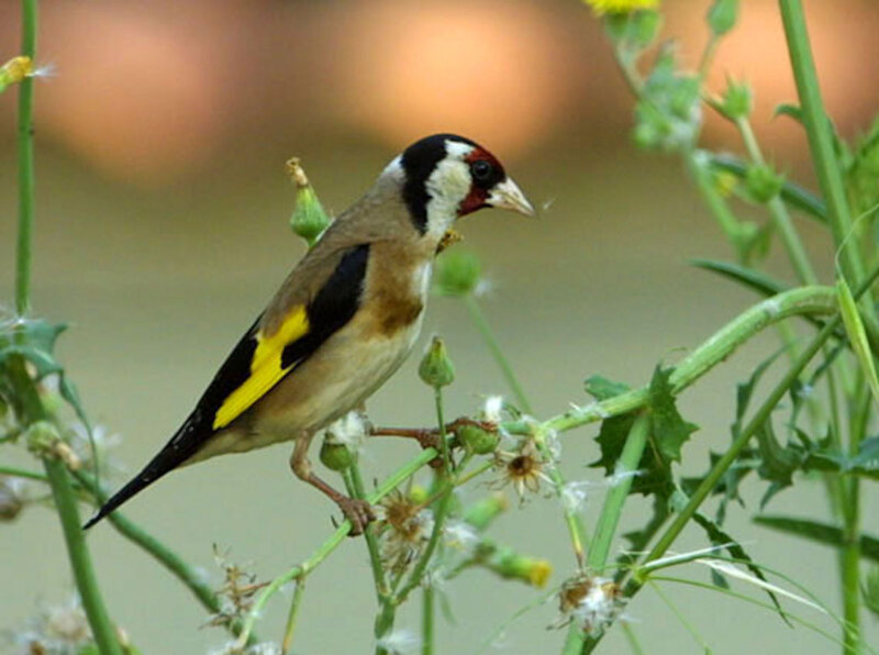 Goldfinch on Plant