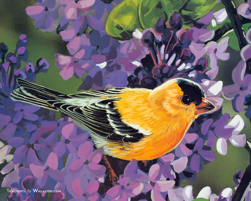 Goldfinch on Purple Flowers