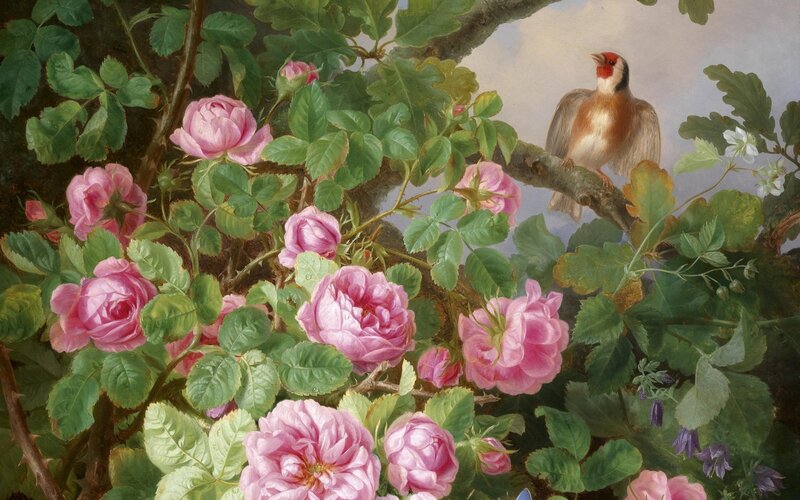 Goldfinch on Rose Bush