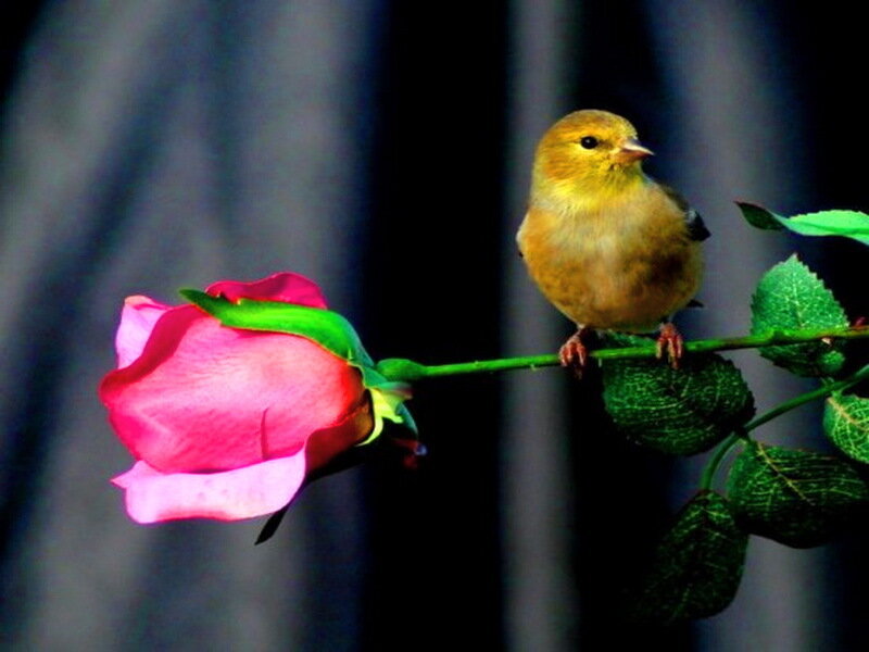Goldfinch on Rose