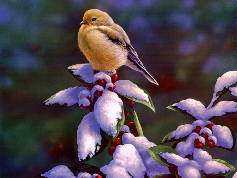 Goldfinch on Snowy Branch