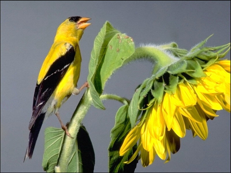 Goldfinch on sunflower