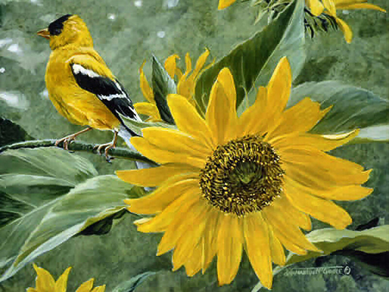 Goldfinch on Sunflower — Yellow