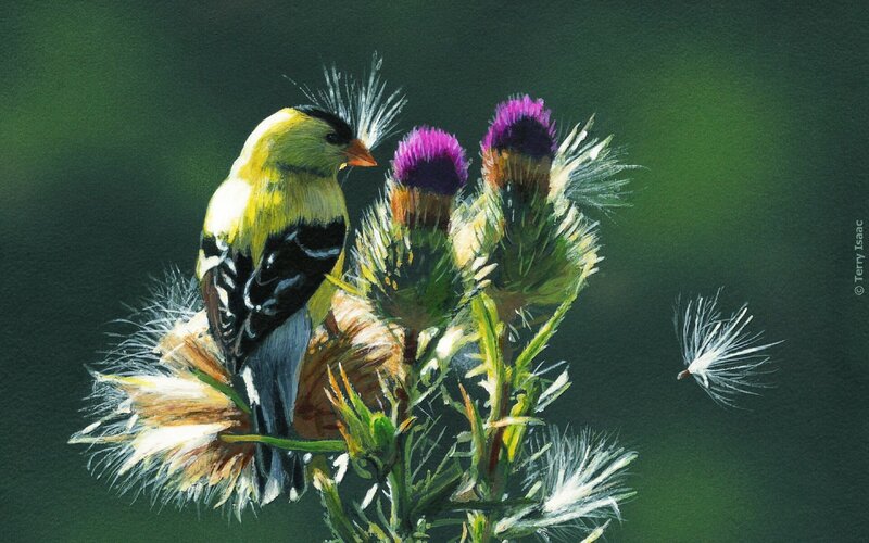 Goldfinch on Thistle — Green