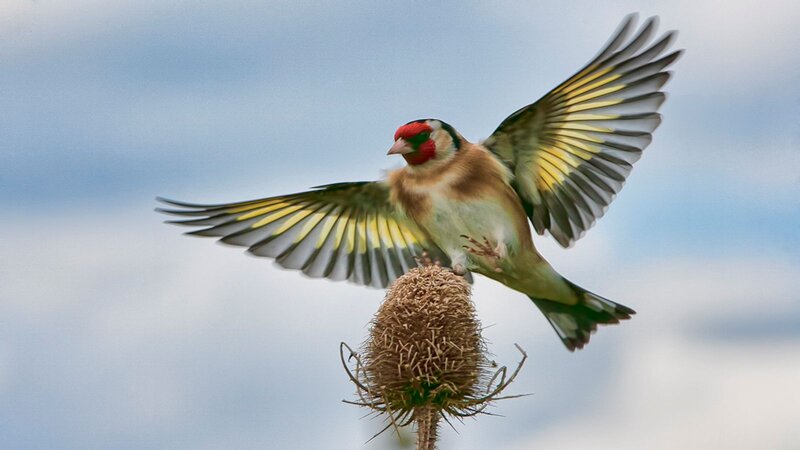 Goldfinch on Thistle