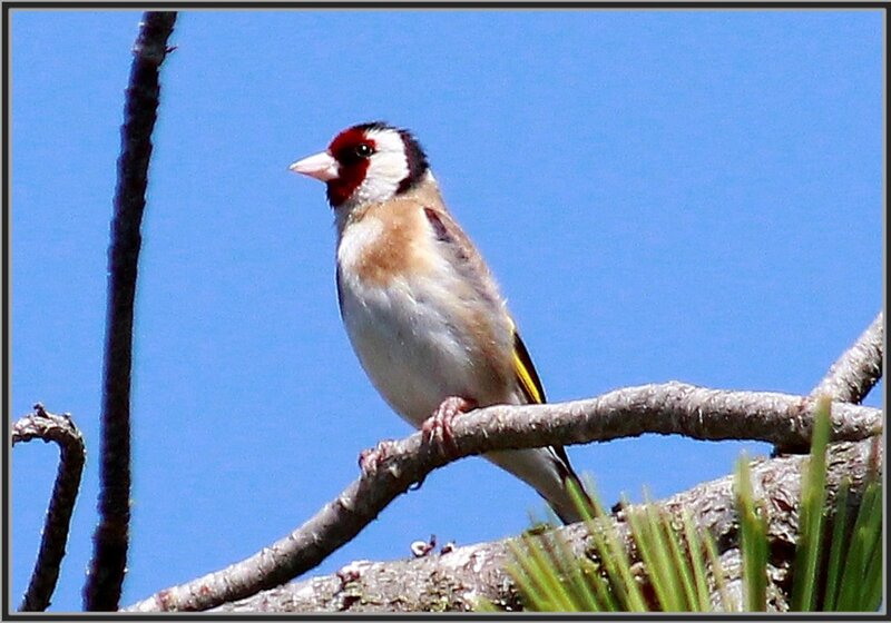 Goldfinch on Tree Branch