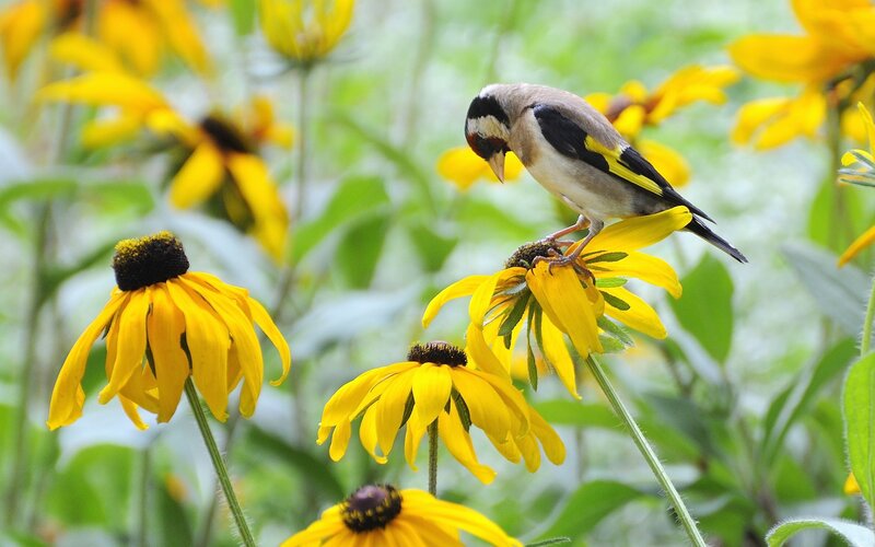 Goldfinch on Yellow Flower