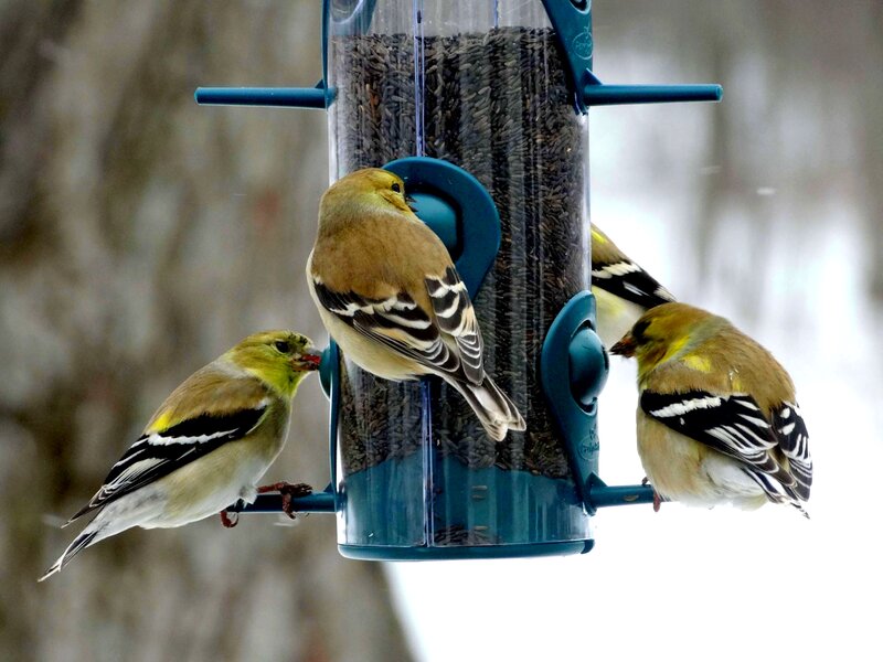 Goldfinches at Feeder — Yellow