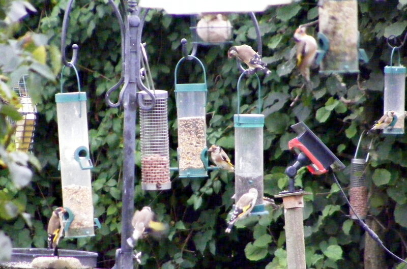 Goldfinches at Feeders