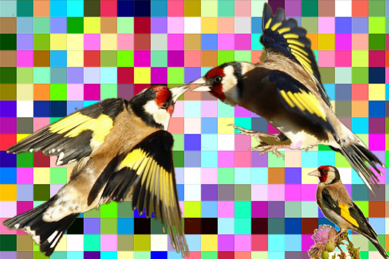 Goldfinches in Flight