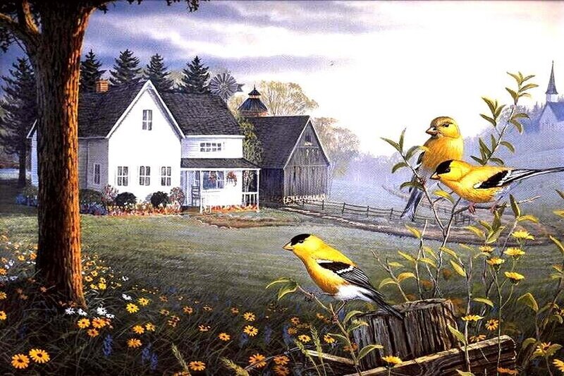 Goldfinches on Farm