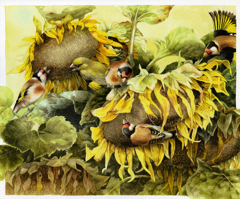 Goldfinches on Sunflowers