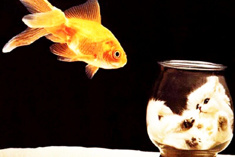 goldfish and cat in a bowl