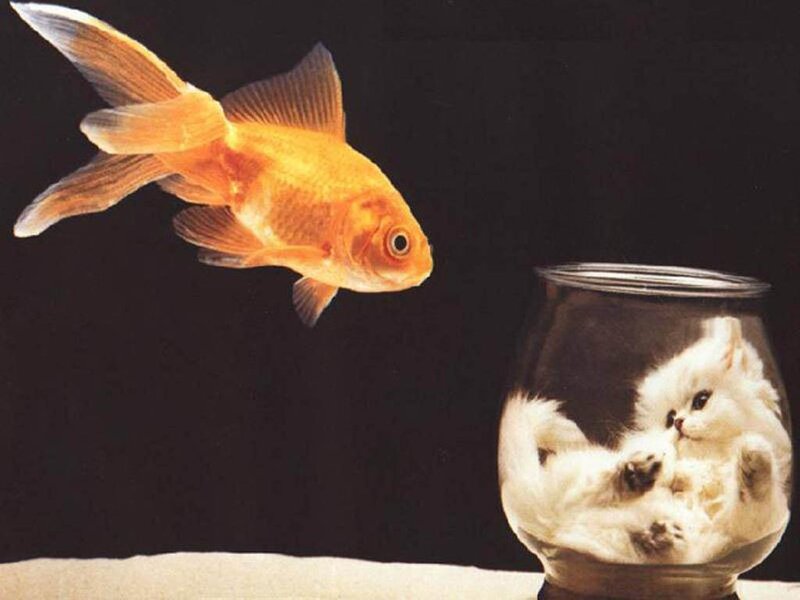 Goldfish and kitten in a bowl