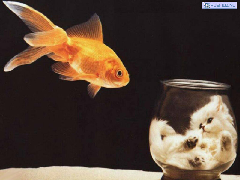 Goldfish and Kitten in Bowl — Black