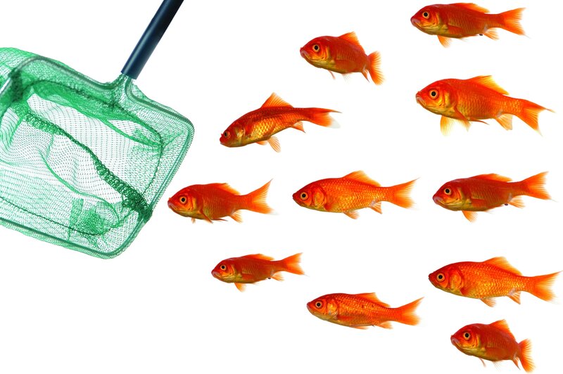 goldfish and net
