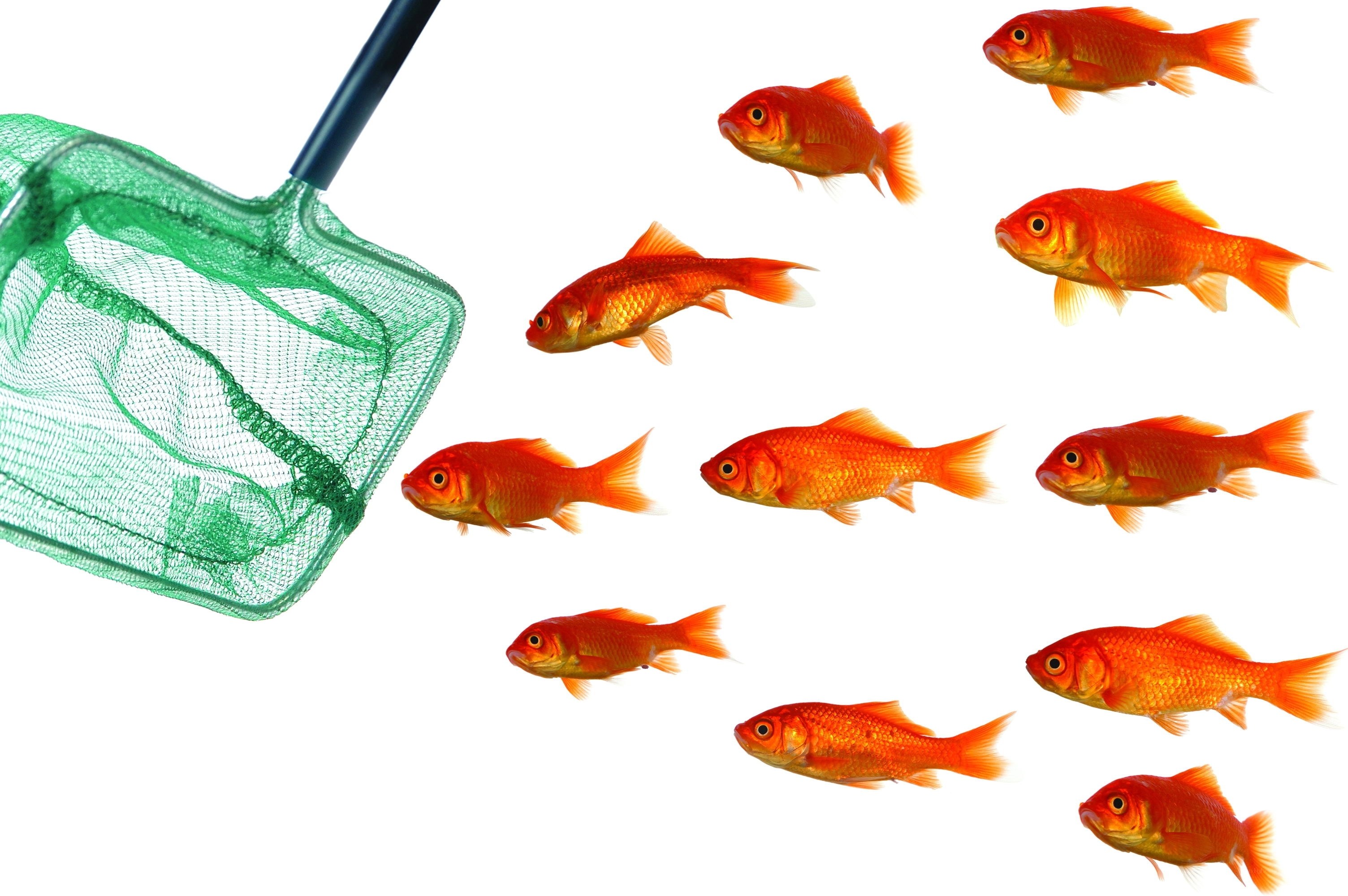 goldfish and net