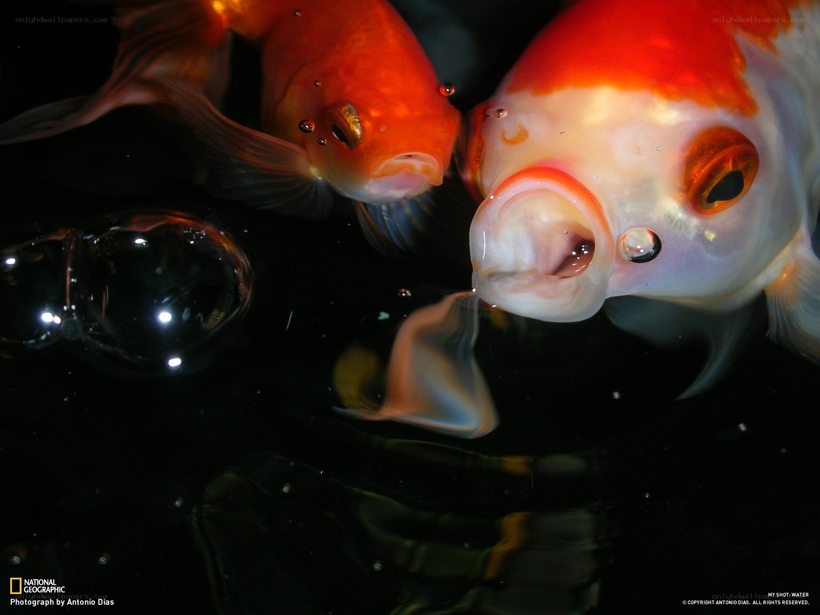 Goldfish at the water surface