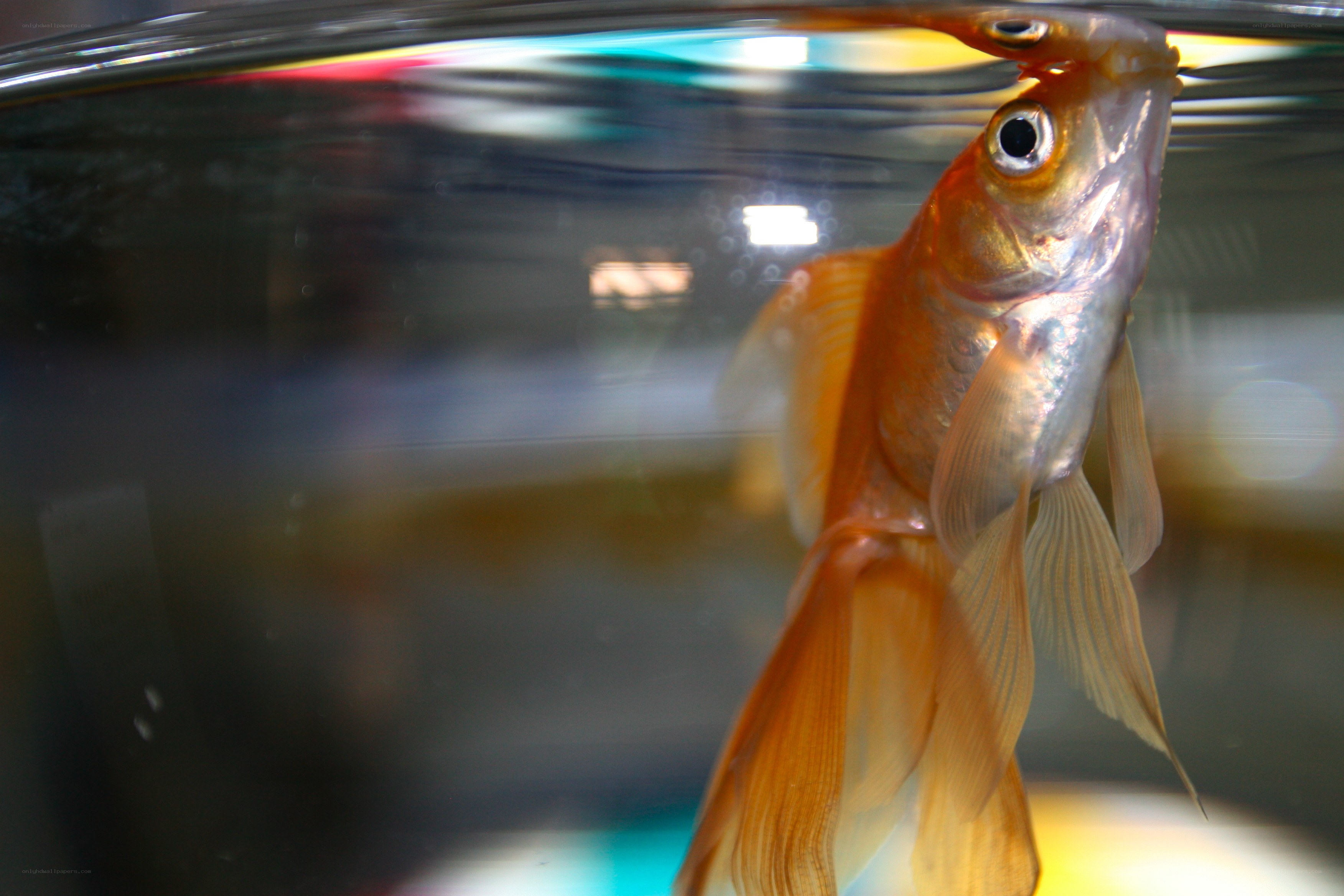 goldfish at water surface