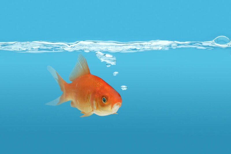 goldfish at water surface