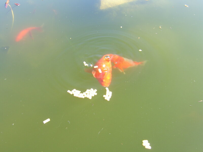 Goldfish feeding in pond