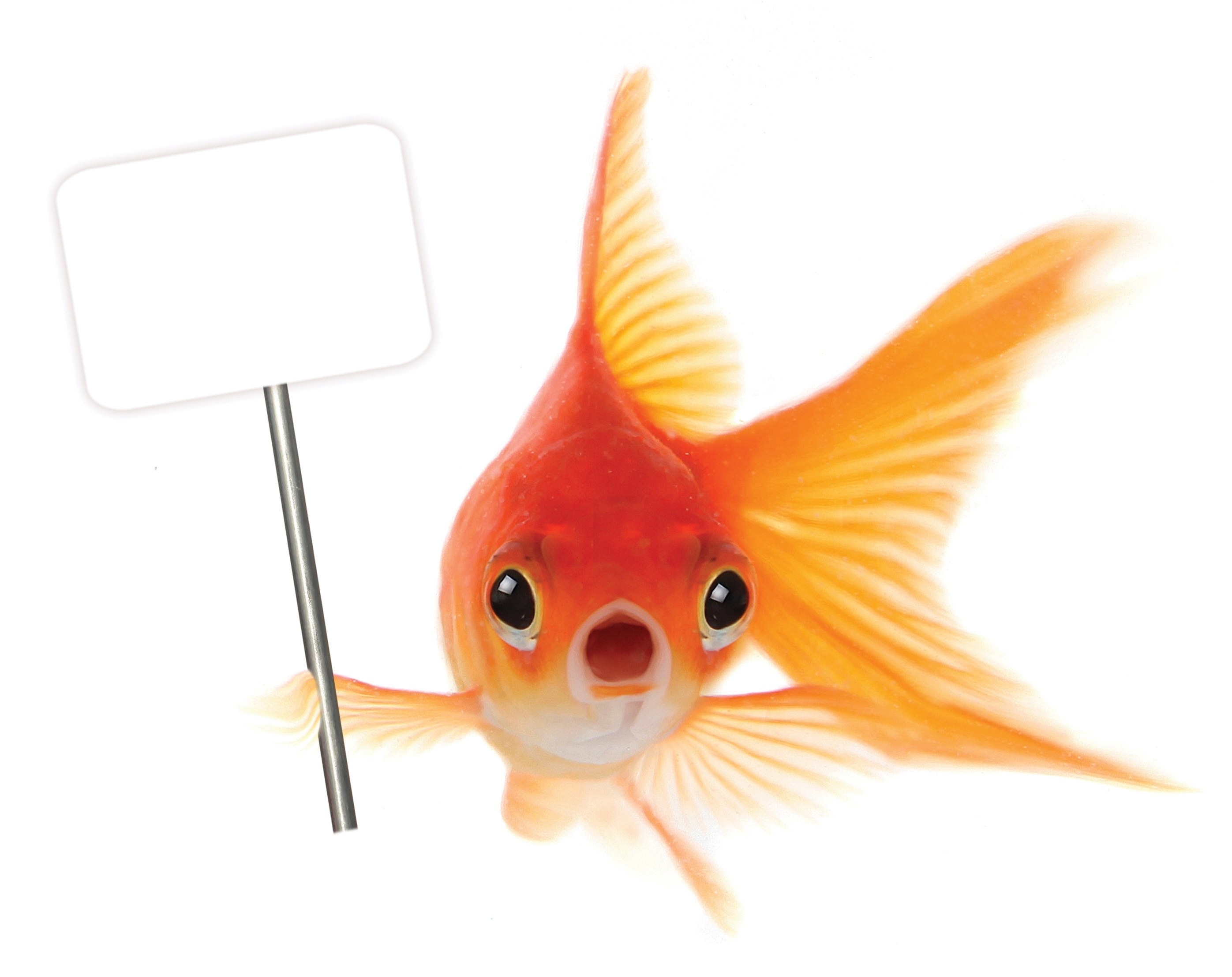 goldfish holding blank sign