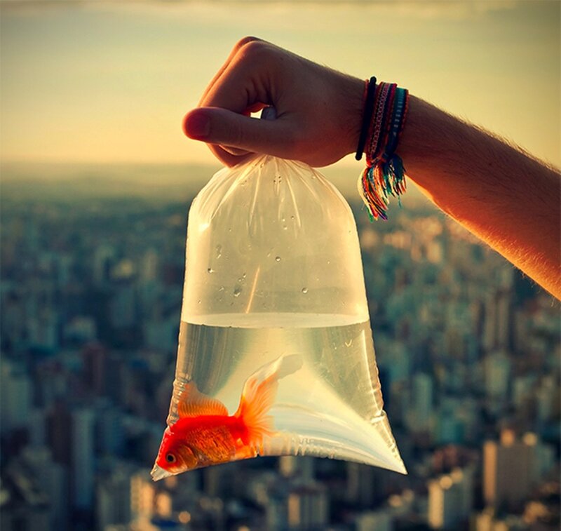 goldfish in a bag
