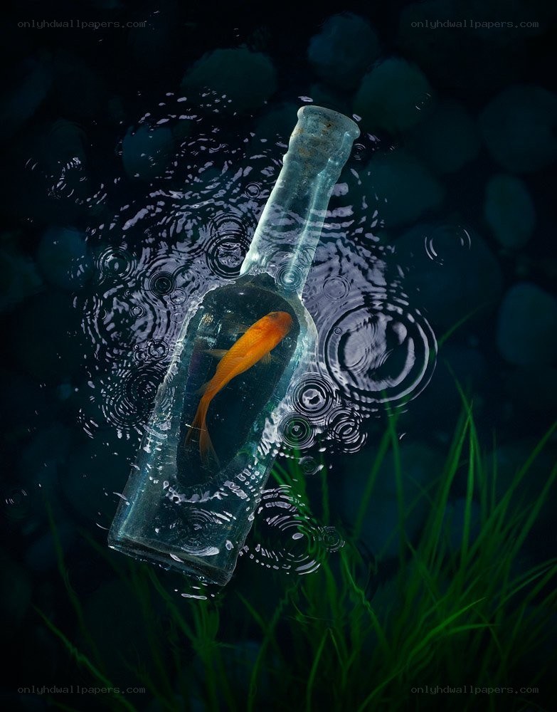 goldfish in a bottle