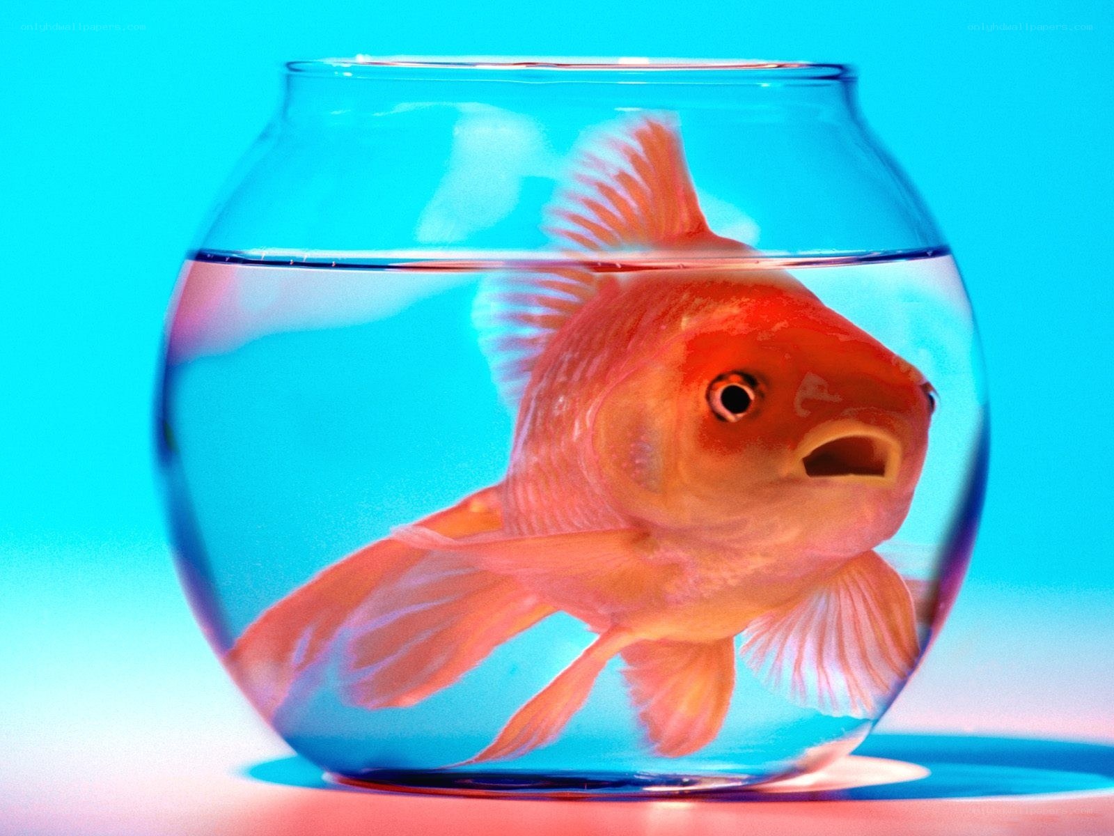 goldfish in a bowl