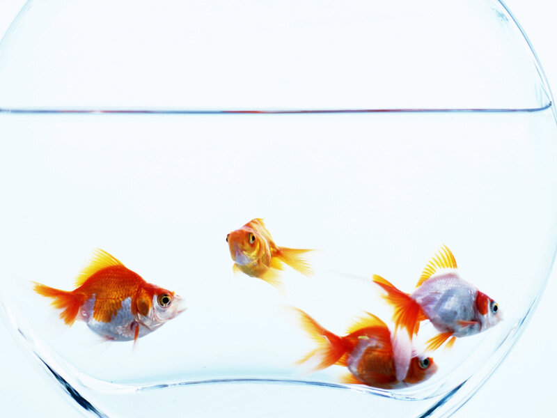 goldfish in a bowl