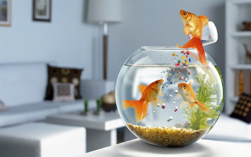 Goldfish in a bowl
