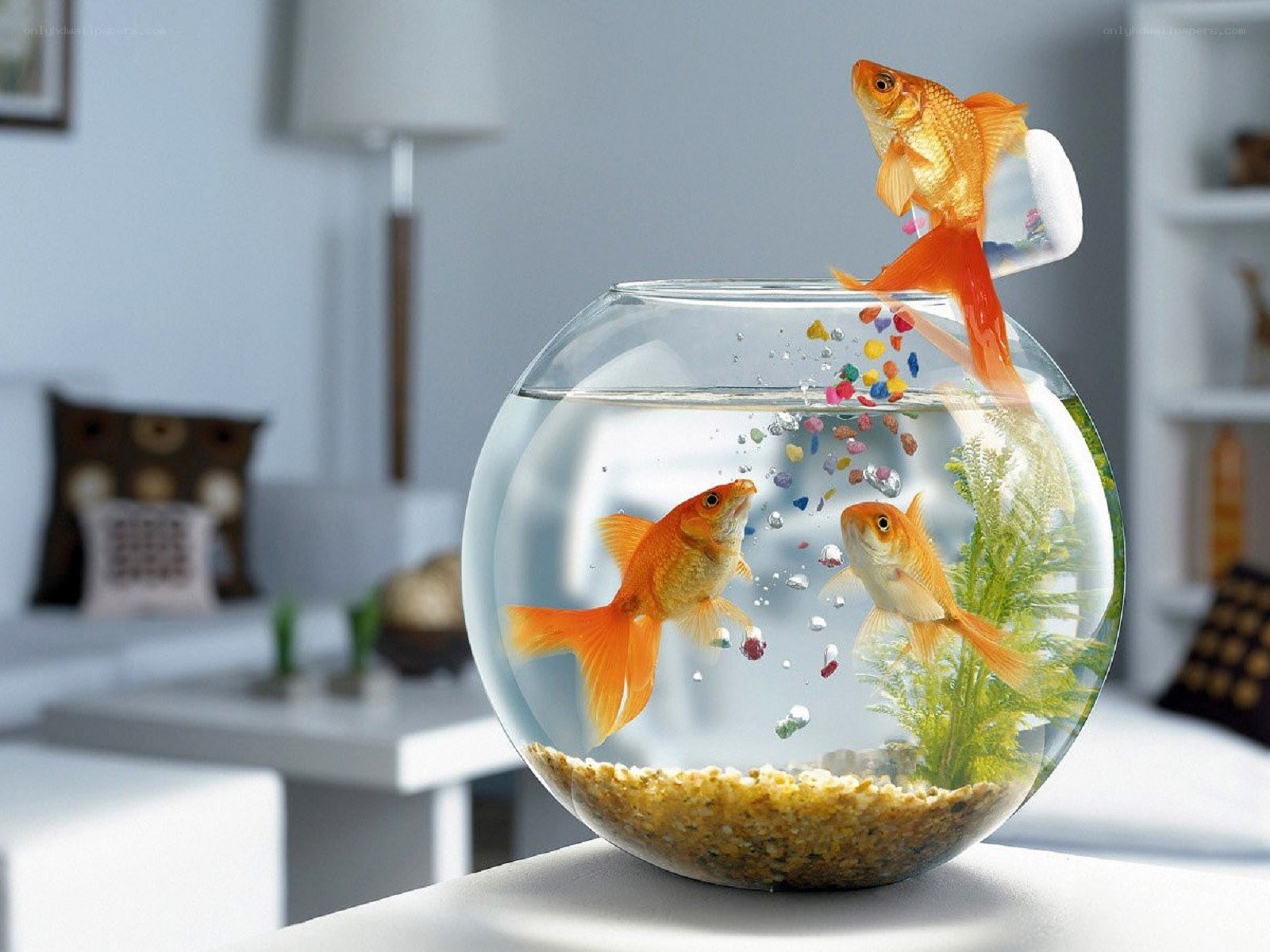 Goldfish in a bowl