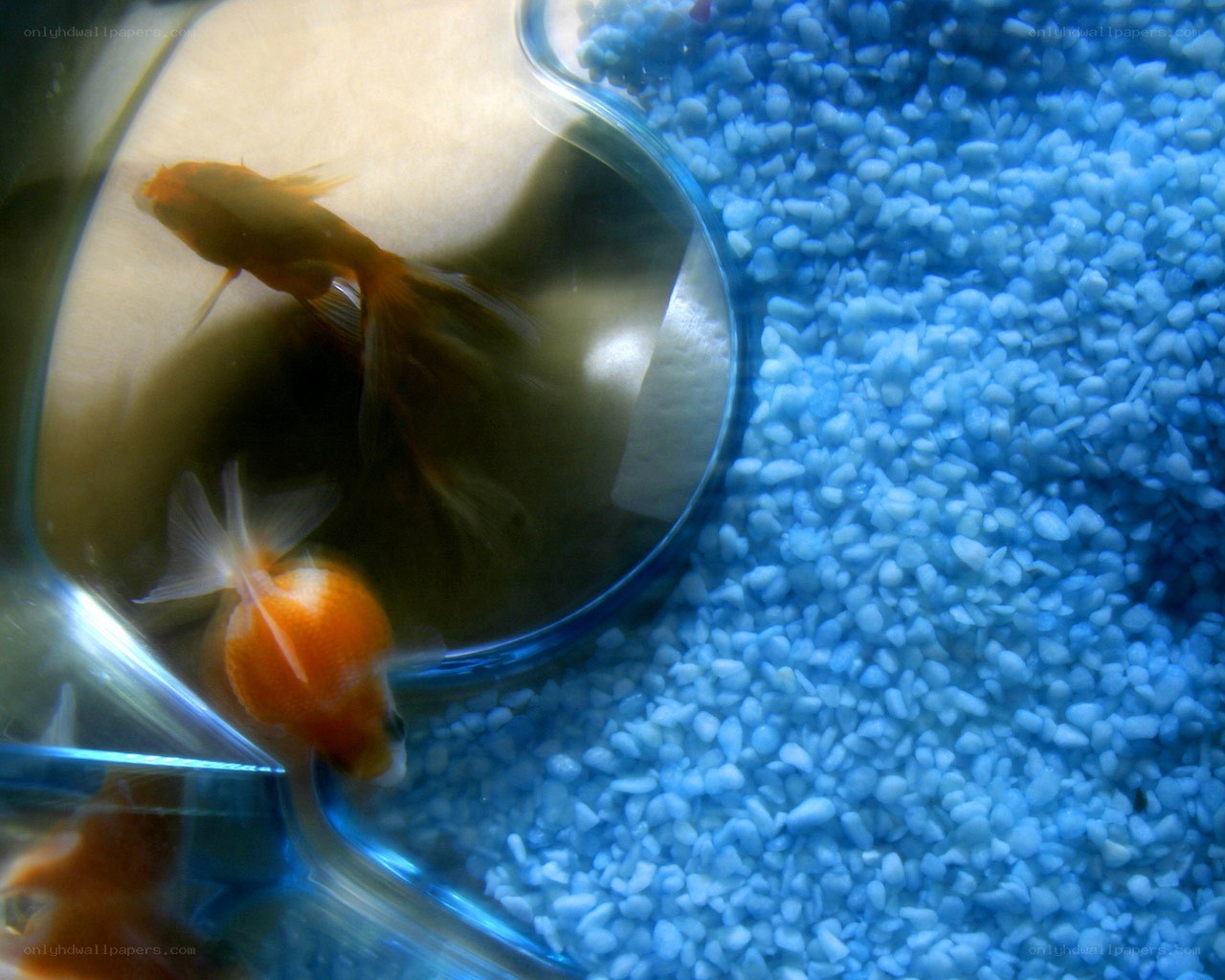 Goldfish in a bowl