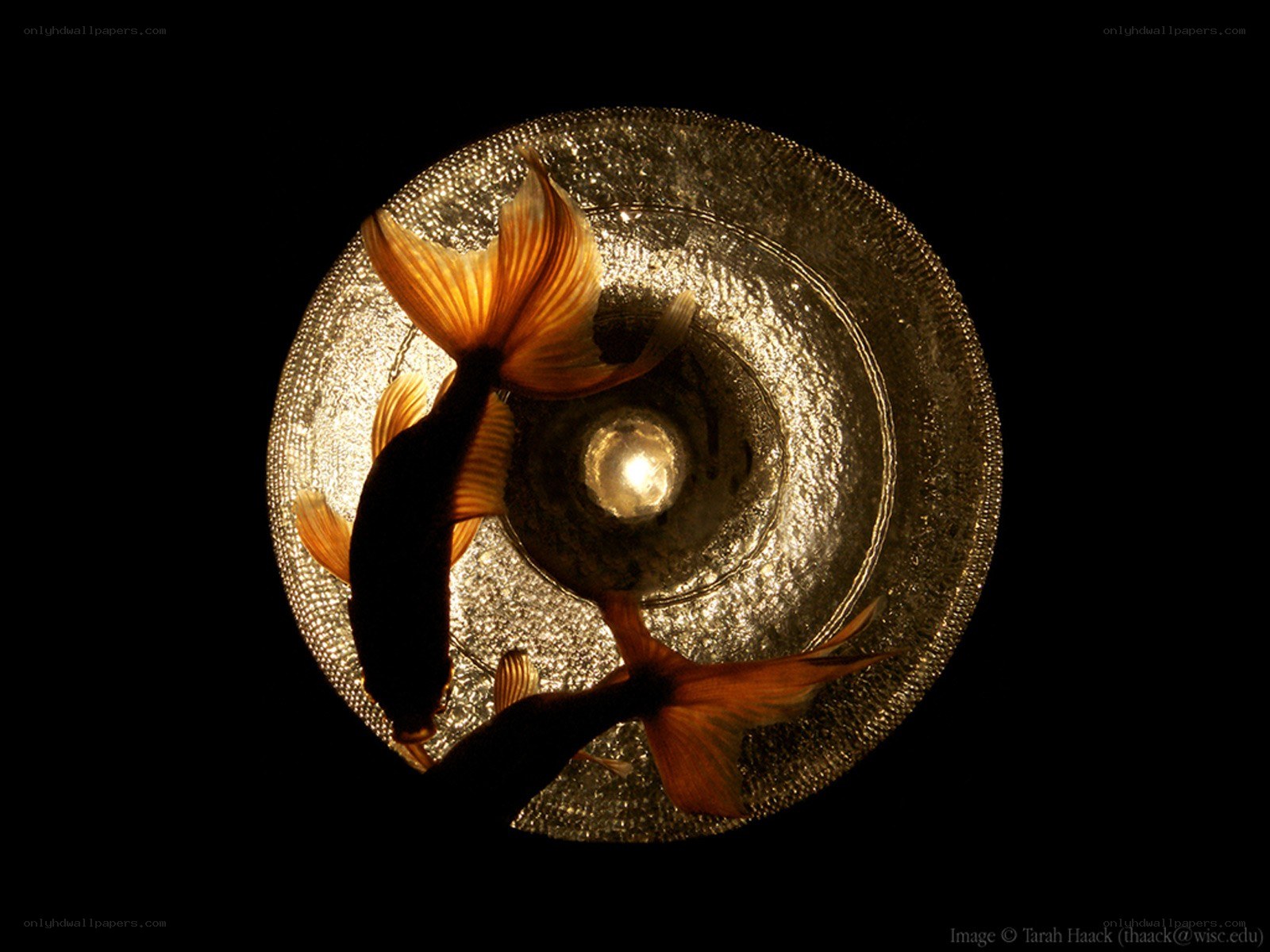goldfish in a bowl