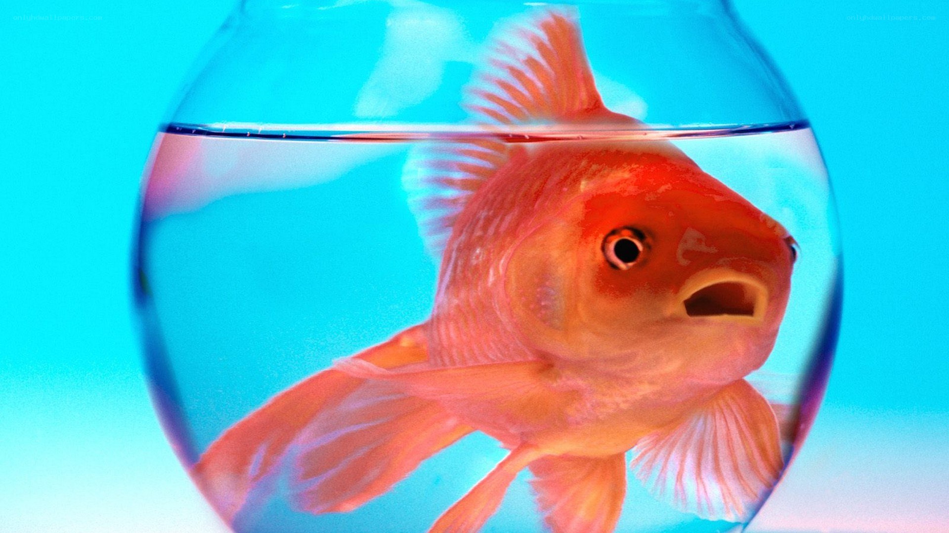 goldfish in a bowl