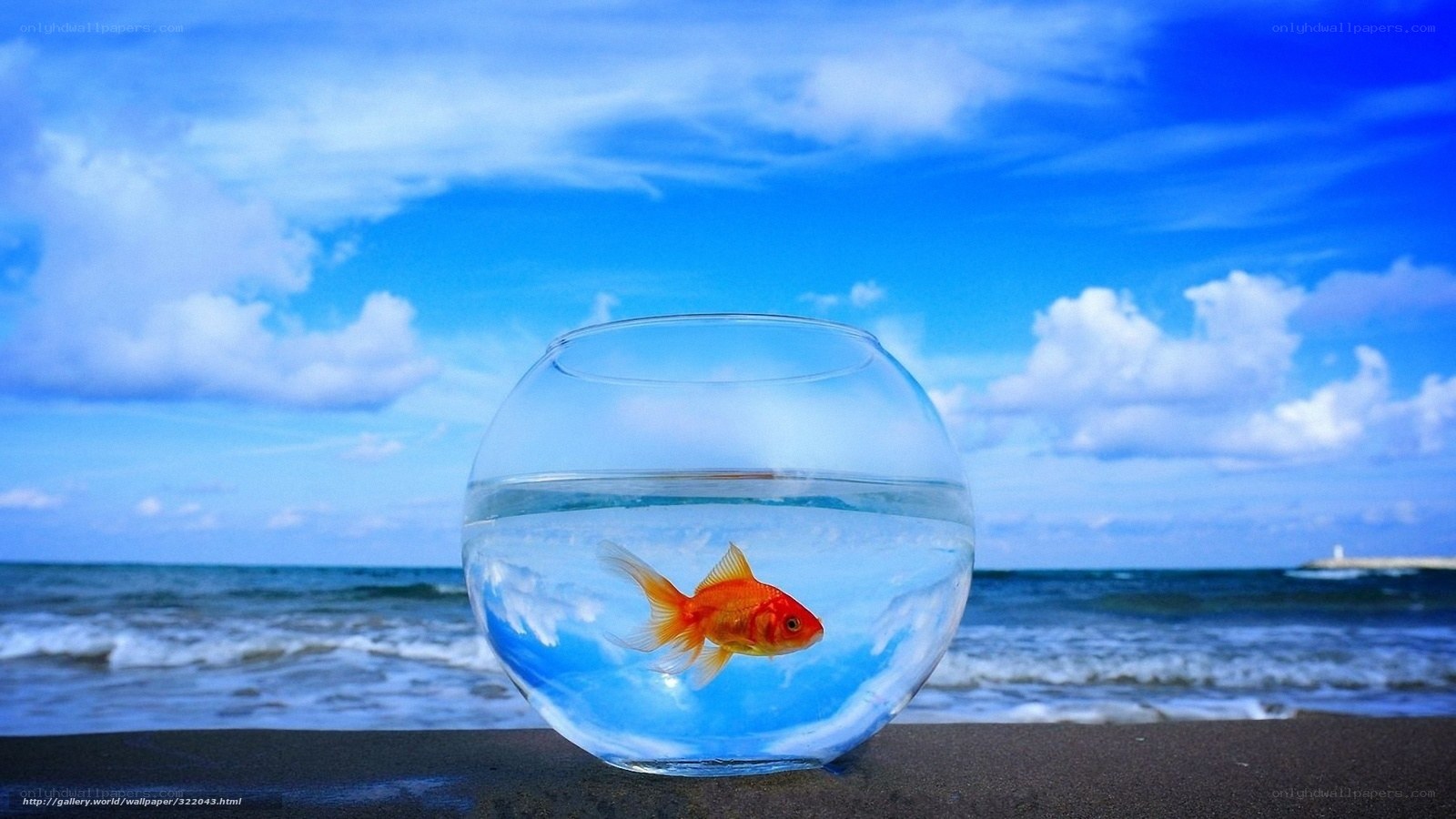Goldfish in a bowl at the beach