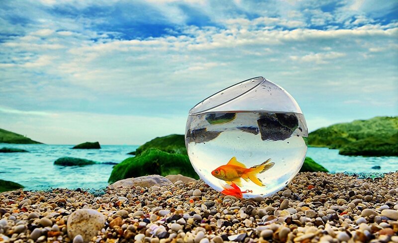 Goldfish in a Bowl — Blue, Serene
