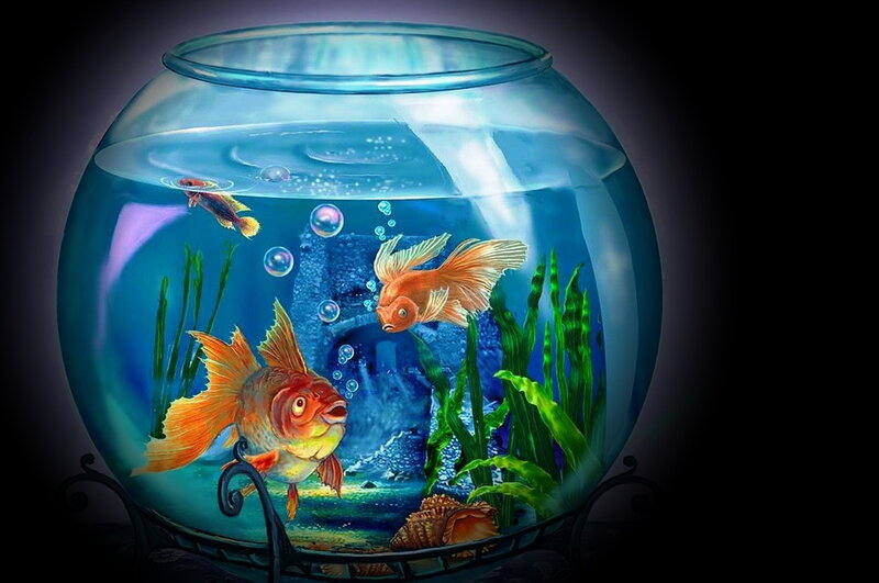 Goldfish in a Bowl — Blue