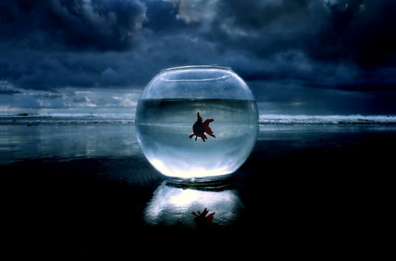 Goldfish in a bowl on beach