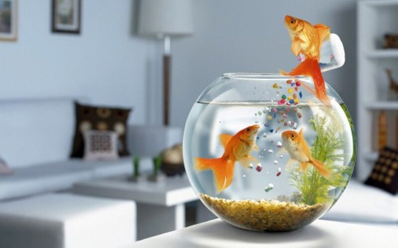 Goldfish in a Bowl — Orange, Calm