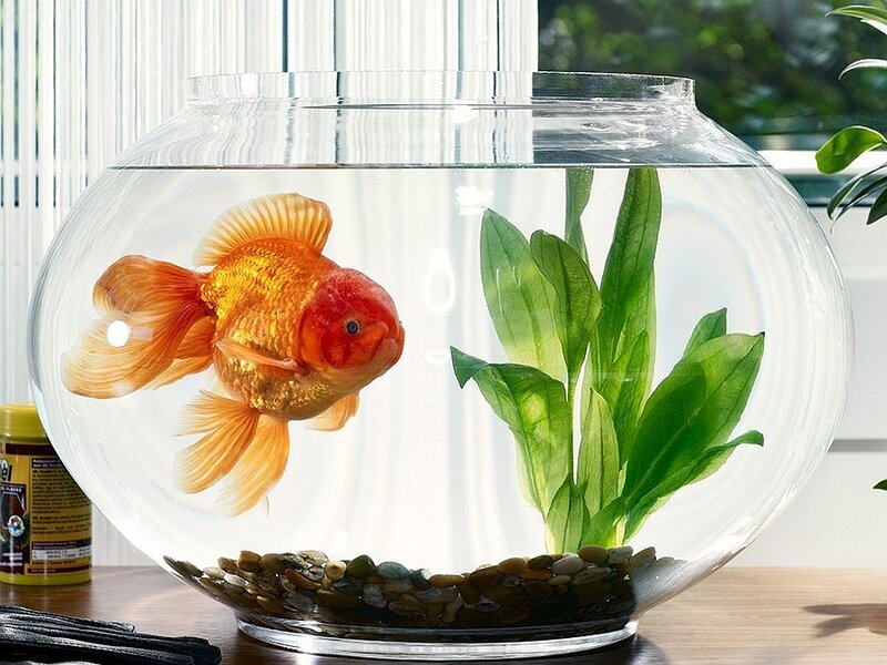 Goldfish in a Bowl — Orange, Serene