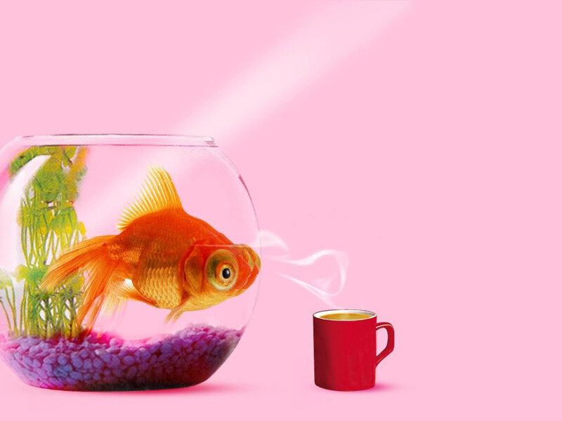 Goldfish in a Bowl — Pink